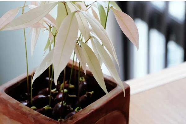 如何种植桂圆核,浸种4-6天后再播种