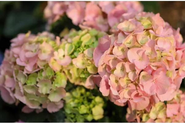 粉色绣球花的花语，寓意天真烂漫、富贵吉祥等