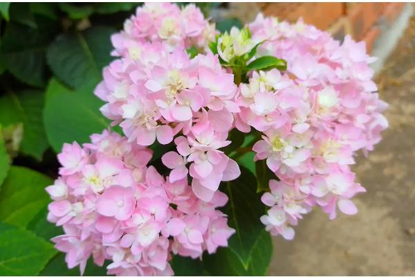 粉色绣球花的花语，寓意天真烂漫、富贵吉祥等