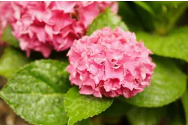 粉色绣球花的花语，寓意天真烂漫、富贵吉祥等