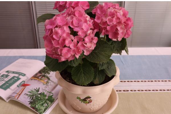 粉色绣球花的花语，寓意天真烂漫、富贵吉祥等