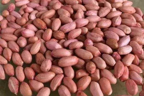 花生高产方法，适当摘心可提高产量