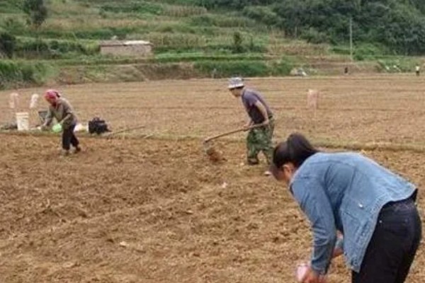 花生高产方法，适当摘心可提高产量