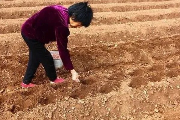 花生高产方法，适当摘心可提高产量