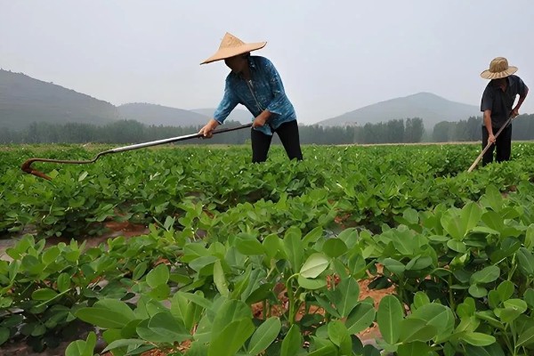 花生高产方法，适当摘心可提高产量