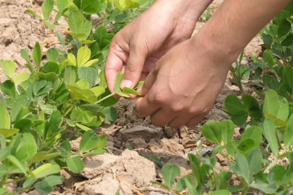 花生高产方法，适当摘心可提高产量