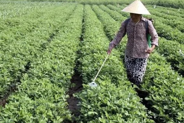花生高产方法，适当摘心可提高产量