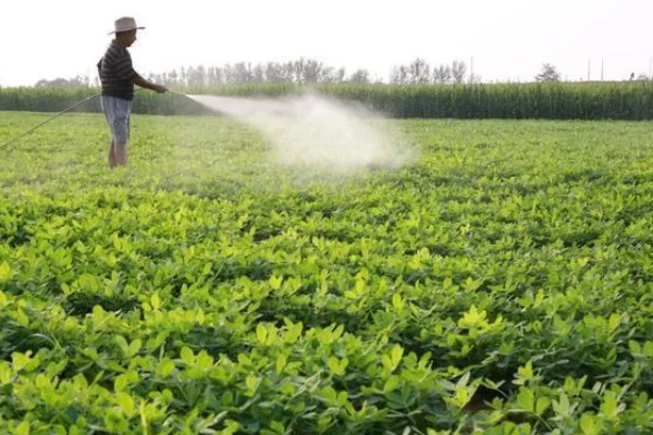 花生高产方法，适当摘心可提高产量