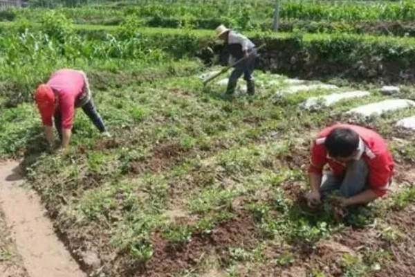 花生高产方法，适当摘心可提高产量