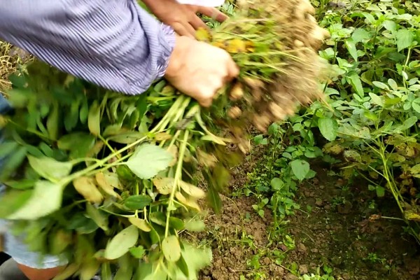 花生高产方法，适当摘心可提高产量