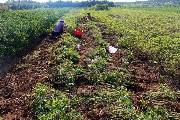 花生高产方法，适当摘心可提高产量