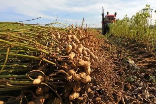 花生高产方法，适当摘心可提高产量