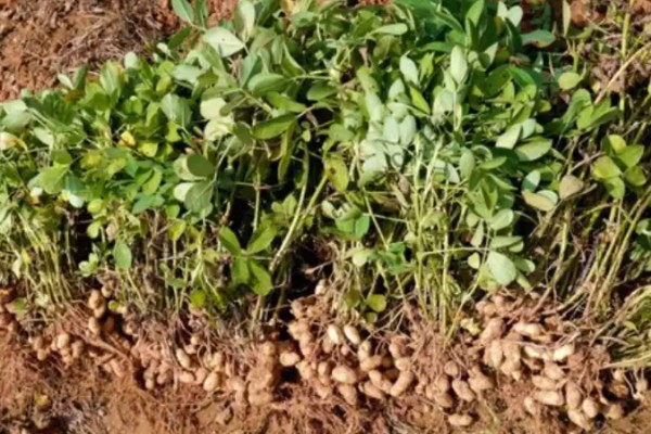 花生高产方法，适当摘心可提高产量