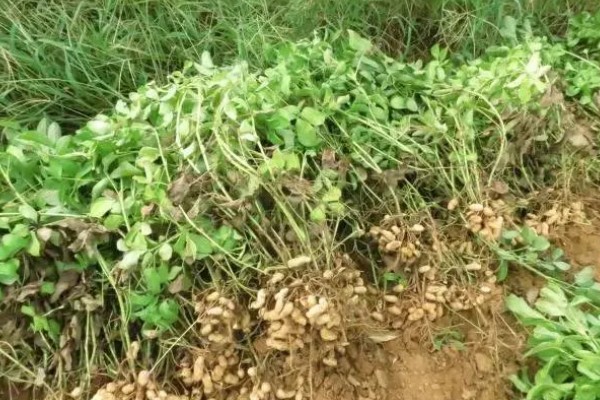 花生高产方法，适当摘心可提高产量