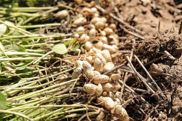 花生高产方法，适当摘心可提高产量