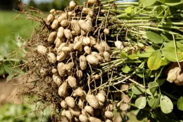 花生高产方法，适当摘心可提高产量