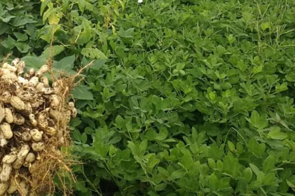 花生高产方法，适当摘心可提高产量