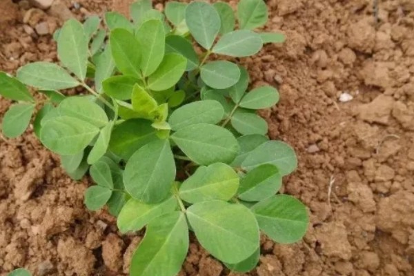 花生高产方法，适当摘心可提高产量