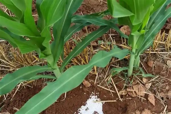 老三样化肥对土地的危害，氨肥施用过多使作物贪青晚熟