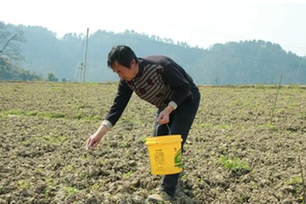 麒麟西瓜怎么种，1月25日开始播种