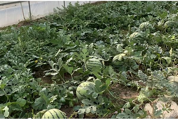 麒麟西瓜怎么种，1月25日开始播种