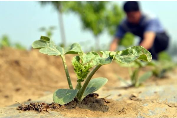 麒麟西瓜怎么种，1月25日开始播种