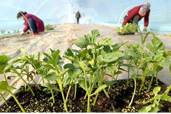 麒麟西瓜怎么种，1月25日开始播种