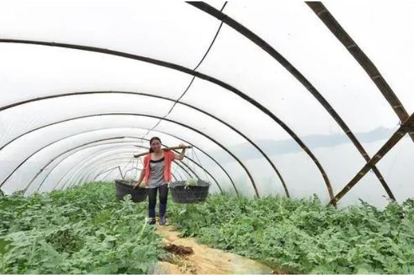 麒麟西瓜怎么种，1月25日开始播种