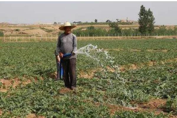 麒麟西瓜怎么种，1月25日开始播种