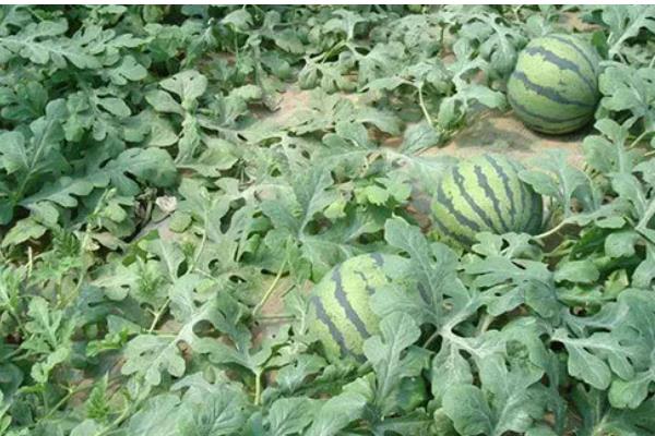 麒麟西瓜怎么种，1月25日开始播种