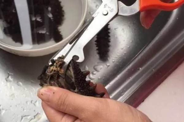 海参怎么去腥，可采取焯水、用白酒浸泡等方式