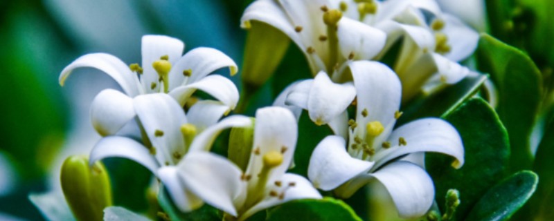 九里香3年可以长多粗,可以长3-5厘米粗