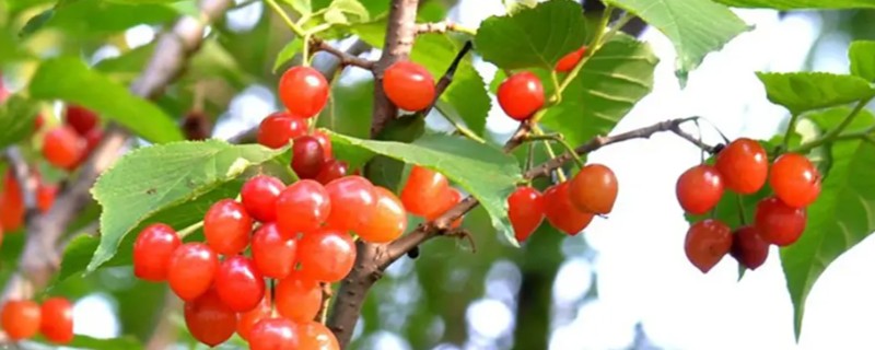 院中能不能种车厘子树，可在土层深厚肥沃的位置栽种