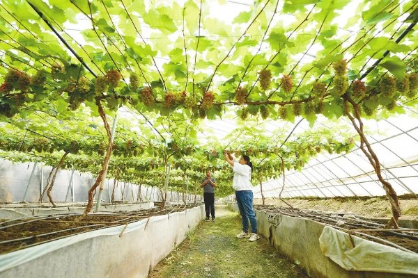 大棚葡萄的前景,目前来看前景可观