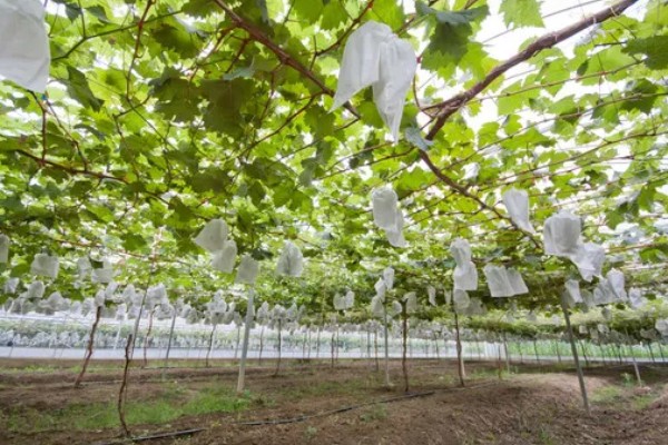 大棚葡萄的前景,目前来看前景可观