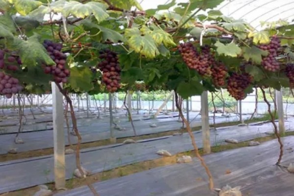 大棚葡萄的前景,目前来看前景可观