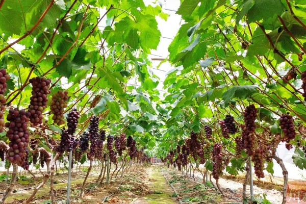 大棚葡萄的前景,目前来看前景可观