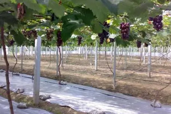 大棚葡萄的前景,目前来看前景可观