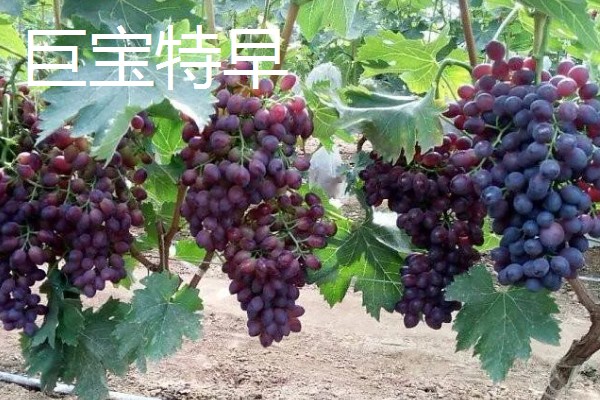 大棚葡萄的前景,目前来看前景可观