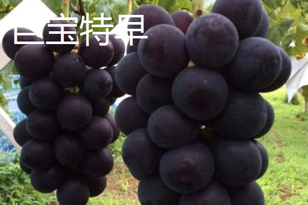 大棚葡萄的前景,目前来看前景可观