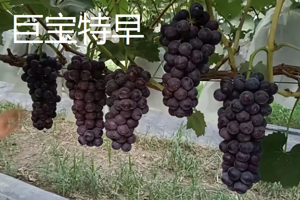 大棚葡萄的前景,目前来看前景可观