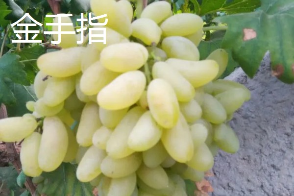 大棚葡萄的前景,目前来看前景可观