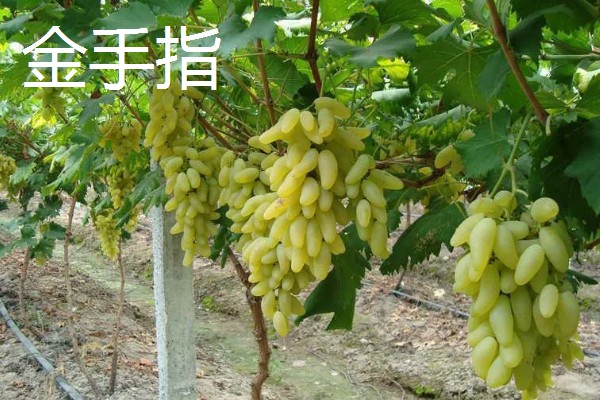 大棚葡萄的前景,目前来看前景可观