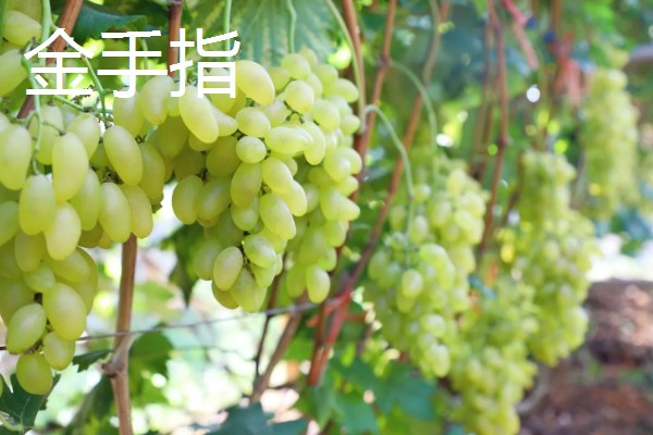 大棚葡萄的前景,目前来看前景可观