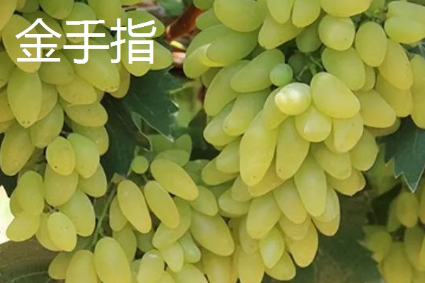 大棚葡萄的前景,目前来看前景可观