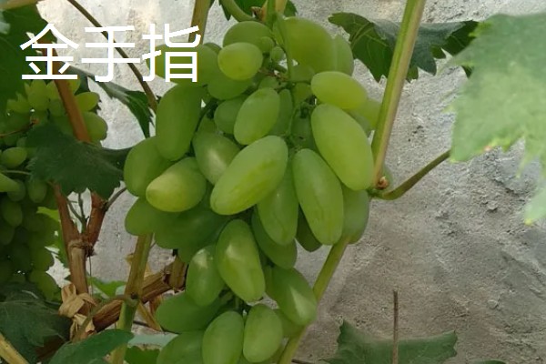 大棚葡萄的前景,目前来看前景可观