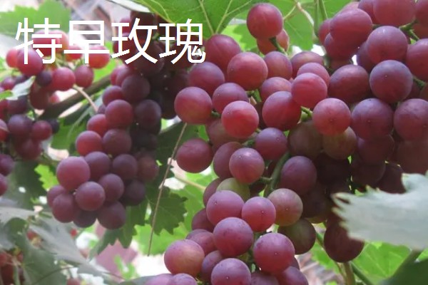 大棚葡萄的前景,目前来看前景可观