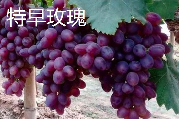 大棚葡萄的前景,目前来看前景可观