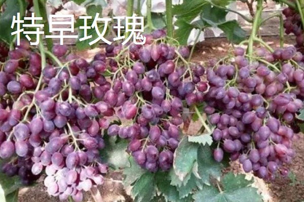 大棚葡萄的前景,目前来看前景可观