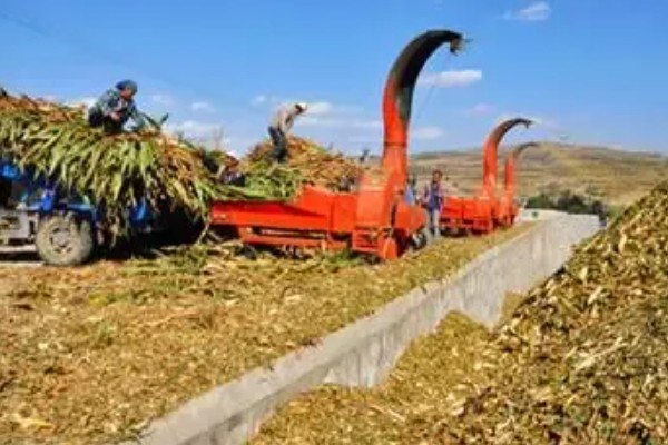 玉米螟怎么防治，成虫期可使用黑光灯